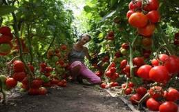 Секреты отличного урожая томатов