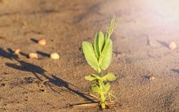 Как вырастить урожай на песчаной почве?